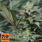 710 GENETICS - Andromina