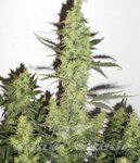 ! DEVIL'S KISS XL AUTO