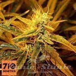 710 GENETICS - Cheese Label