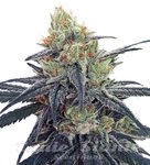 CBD #1 - ACE SEEDS