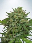 Ministry Of Cannabis - Instakush