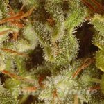 PARADISE SEEDS - Sativa Champions