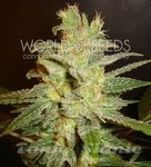 WORLD OF SEEDS - Northern Light X Big Bud