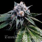 GROW YOUR OWN - Lemon Walker