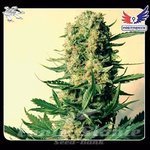 POSITRONICS - Critical 47