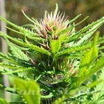 710 GENETICS - Smog