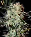 GREEN HOUSE SEEDS - Arjan's Strawberry Haze