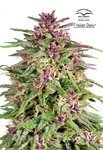 DUTCH PASSION - Frisian Dew