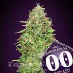 00 SEEDS BANK - Critical Poison Fast Version