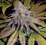 ACE SEEDS - Bubba Hash