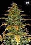 BULK SEED BANK - Auto Wild Dwarf