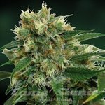 BARNEY’S FARM - Phatt Fruity