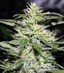 Biological Seeds - JACK HERER
