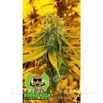 LOUD SEEDS - Bubba Kush Pre 98