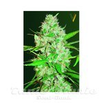 Victory Seeds - Auto White Russian XXL