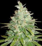WORLD OF SEEDS - Afghan Kush X Black Domina