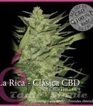 ELITE SEEDS - La Rica Clásica CBD