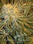 ROYAL QUEEN SEEDS - Northern Light