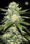 BULK SEED BANK - Auto Perfect Power Plant