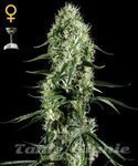 GREEN HOUSE SEEDS - Super Silver Haze