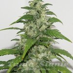RESIN SEEDS - Yummy
