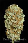 DINAFEM - Blue Kush