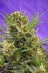 SWEET SEEDS - Double White