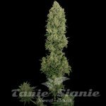 BARNEY’S FARM - NYC Diesel Auto