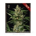 STRAIN HUNTERS - Damnesia Auto