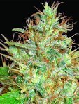 WORLD OF SEEDS - Afghan Kush X Skunk