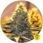 THE BULLDOG SEEDS - Jack Herer Auto