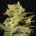 PARADISE SEEDS - Auto Jack