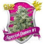 ROYAL QUEEN SEEDS - Special Queen #1®