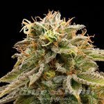 HUMBOLDT SEED - Lemon Thai Kush