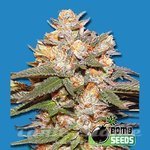 BOMB SEEDS - Big Bomb Auto