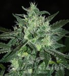 SAMSARA - Spicy White Devil