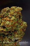 SOMA SEEDS - Lavender