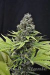 CBD Crew - CBD Shark