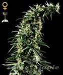 GREEN HOUSE SEEDS - Hawaiian Snow