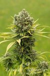 DINAFEM - Dinamed CBD Plus