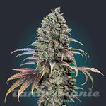 00 SEEDS BANK - Chocolate Cream