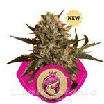 ROYAL QUEEN SEEDS - Royal Madre