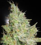 DELICOUS SEEDS - Critical Kali Mist