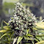 FEMALE SEEDS - Grapefruit