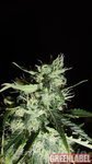 GREEN LABEL - Auto Widow
