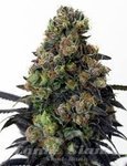 RIPPER SEEDS - Acid Dough