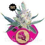 ROYAL QUEEN SEEDS - Royal Cheese® (Fast Version)