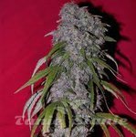 FEMALE SEEDS - Nev. Haze