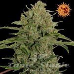 BARNEY'S FARM - Triple Cheese