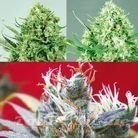 POSITRONICS - Sativa Collector